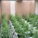 影/嘉義透天厝藏高科技大麻廠!「扦插法」1株變67株