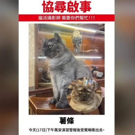演習警報嚇壞迪化街人氣貓店長！　「薯條」失蹤飼主急瘋