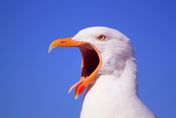 鳥叫聲讓人感到療癒！ 研究證實可改善心情達8小時