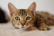 貓過敏可改善？營養師曝過敏原　飲食實施「３不碰、３多吃」