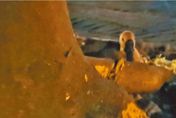 全台鬧蛋荒！新莊運動公園母鵝被迫「母子分離」　生7顆蛋全被搶光