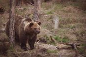 外出慢跑突遭襲擊！26歲男子被棕熊「拖進森林啃咬」慘死