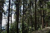用水受限！藤枝國家森林公園21日起免預約　每日開放800人入園