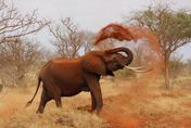 南非動物園大象試圖開門「逃獄」　馴養員上前安撫竟遭象牙攻擊重踩慘死
