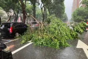 快訊/台中午後暴雨路樹斷裂　路邊轎車慘遭大樹壓頂