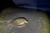 重大發現！南澳神秘沙灘罕見綠蠵龜產卵　保育志工加強巡守