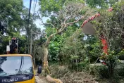 海葵颱風/因應海葵來襲　新竹市府加強樹木修剪