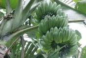 香蕉不是長在樹上？農糧署曝：香蕉枝幹其實是「假莖」多用來編織