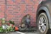 雲林縣府驚見台灣獼猴出沒　農業處呆愣：這隻也太胖