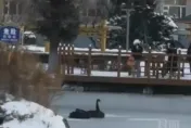 影/慘！哈爾濱連日低溫　校園黑天鵝遭凍湖上「剩脖子能動」
