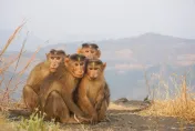 恐怖野味！剛果返美旅客背包藏「4具猴子乾屍」　遭揪出認：自己要吃的