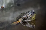 影/科學家發現長8公尺新品種巨無霸水蟒　「蛇頭比人頭還大」