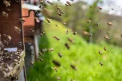 3歲女童稱房間裡「有怪物」　敲開牆壁竟藏了6萬隻蜜蜂