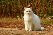 波蘭驚傳多起貓咪感染「H5N1禽流感」案例　WHO︰病毒來源未知