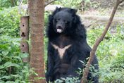 不痛了！北市動物園35歲「小熊」安樂死辭世　保育員含淚送別