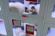陸街頭驚現「寵物販賣機」！小貓被關狹窄櫥窗病懨懨樣　網怒：死好幾隻了
