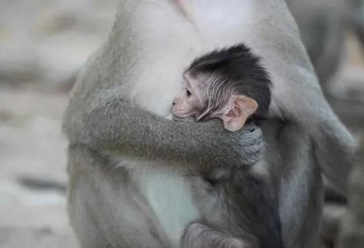 大谷翔平風潮吹進日本動物園　新生小猴以愛犬「Decoy」命名