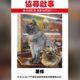 演習警報嚇壞迪化街人氣貓店長！　「薯條」失蹤飼主急瘋