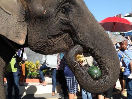 「泰」慘！疫情遊客數慘跌上半年僅200萬人次 連泰國大象都「失業」了