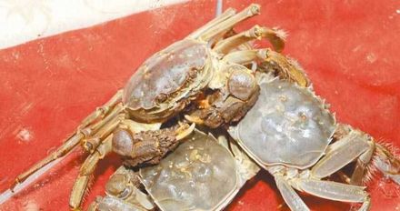 秋天吃蟹要注意…「死螃蟹不能吃」超市卻賣冷凍蟹　背後原因揭密
