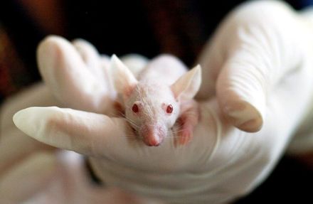 人鼠大腦！人類神經元成功植入鼠腦　美研究：盼測試阿茲海默症新療法