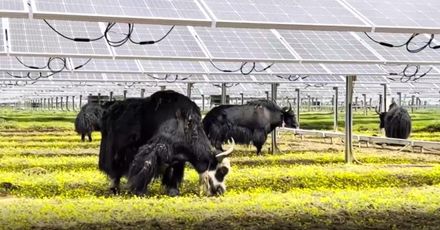 太陽能板下養犛牛！全球首個4500米超高海拔光伏電站四川投用