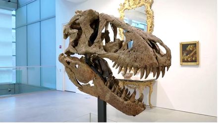 7600萬年前恐龍化石！霸王龍頭骨「麥西莫斯」拍賣價預估最高台幣6.22億元