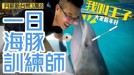 【中天車享家】一日海豚訓練師！海豚天天相伴「月薪38K」　揭密夢幻工作