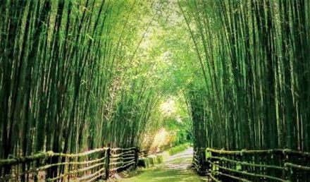 苗栗秘境「台版嵐山」茂密竹林織成綠色隧道…讓你一秒到京都！