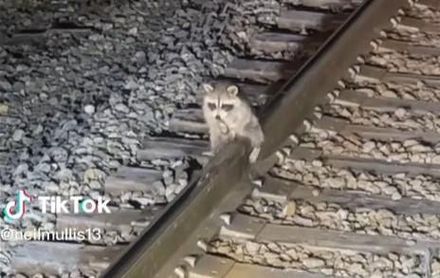 影/浣熊「蛋蛋」凍在鐵軌上　15秒救援影片吸400萬觀看