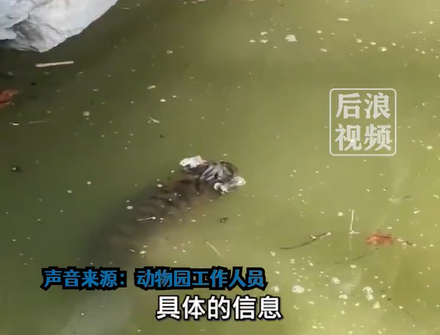 小老虎在水塘溺斃一夜才被發現　上海動物園：正在調查