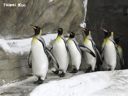 影/動物園國王企鵝「邁向老齡化」　派「小鮮肉」去Xpark相親力拼下一代