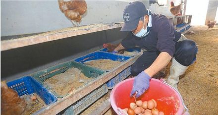 缺蛋缺到雞肉也漲！雞湯漲幅「高達18％」　農經公司：平民價格要再等等