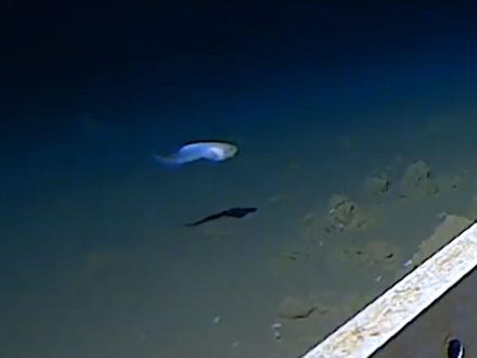 影/日本8336公尺深海蝸牛魚　獲金氏紀錄最深海魚