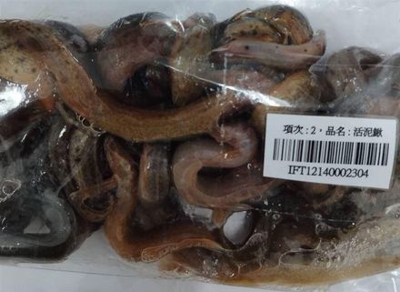 驚！2222公斤「活泥鰍」遭銷毀　食藥署首度驗出違規動物用藥