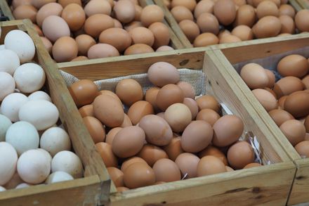 雞蛋價格24日起恢復報價　產地價45.5元、批發價55元