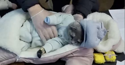 運毒新招！俄羅斯女子將貓打扮成嬰兒「衣服裡塞滿毒品」　警方破獲看傻眼