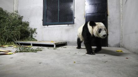 丫丫抵達上海進行隔離檢疫　為何全陸關注「一隻大貓熊」由美國回家？