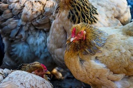 蛋荒恐持續！國產雞拉警報　雛雞每周缺口120萬隻