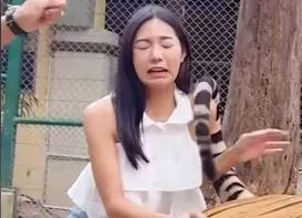 為在動物園拍網美照！正妹伸手摸老虎　下秒遭「尾巴打臉」問候