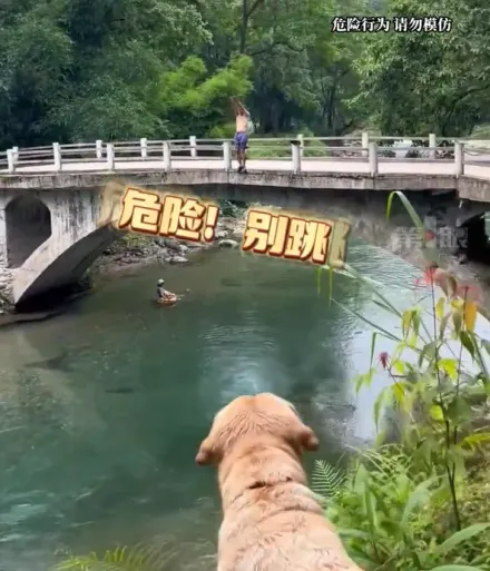 影/好暖！見男子準備從橋上躍下　忠心狗狗猛吠阻止…下秒飛奔跳水救人