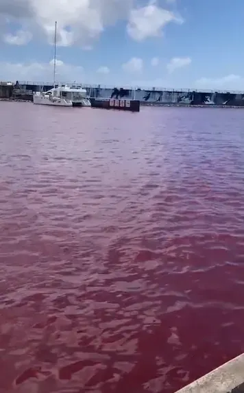 影/沖繩名護漁港海面紅通通　竟是啤酒工廠化學物質外洩
