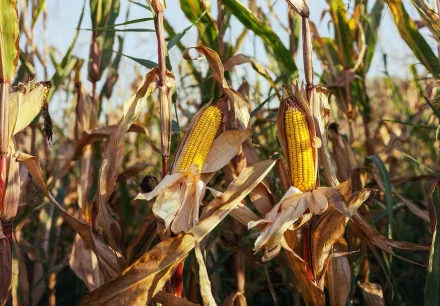 美國恐丟「玉米超級大國」地位！全因大陸開始大量進口巴西玉米