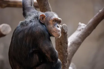 女遊客與黑猩猩「太親密」遭禁入園！心碎爆哭：我們是真「猩」相戀