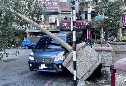 快訊/板橋路樹遭強風吹倒　水泥基座傾倒壓貨車幸無人傷