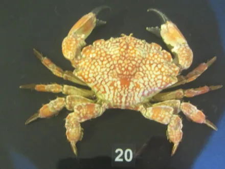 澎湖出現「超毒螃蟹」！1隻可毒死500人　入口即往生