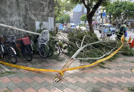 快訊/北捷六張犁站旁「營區樹木斷裂」女路人被砸傷　資通電指揮部道歉了
