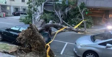 小犬颱風/台中清晨突強風　鐵皮屋遭倒塌路樹壓壞　汽機車也遭殃