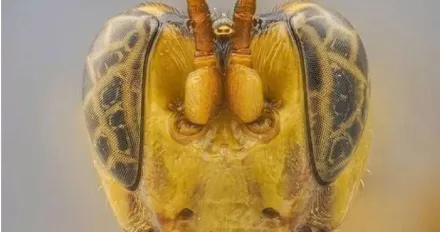 科學家發現可怕新物種！「外星黃蜂」宿主體內產卵　幼蟲破卵而出直接享用「大餐」