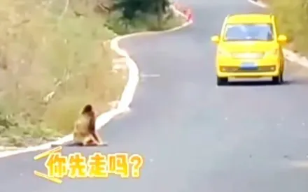 影/「你先請」！金絲猴與過路司機相互禮讓　網讚：文明出行樣板